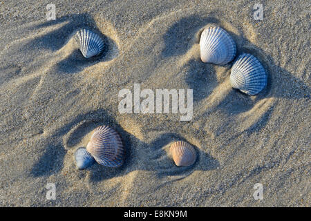 Common Cockle (Cerastoderma edule), shells in the tidal flats, Vlieland, North Holland, The Netherlands Stock Photo