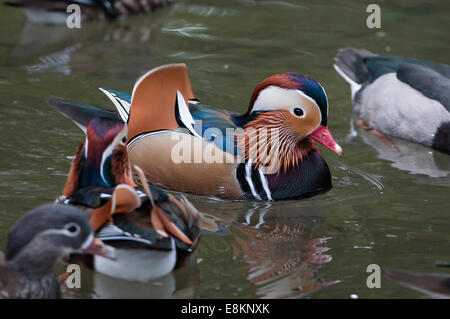 Mandarinente, Aix galericulata Mandarin Duck, Aix galericulata Stock