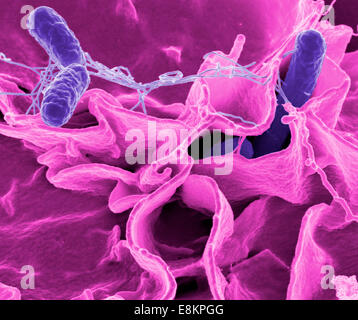 Salmonella bacteria, a common cause of food poisoning, invade an immune cell. Stock Photo