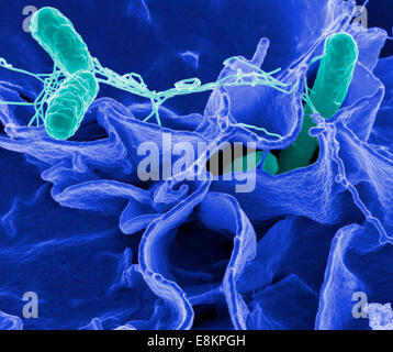 Salmonella bacteria, a common cause of food poisoning, invade an immune cell. Stock Photo