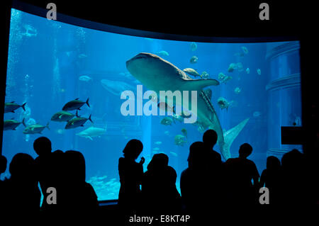 Whaleshark at Osaka aquarium, Japan. Stock Photo