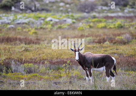 Bontebok (Damaliscus pygargus) in the Table Mountain National Park on the Cape Peninsula, South Africa. Stock Photo