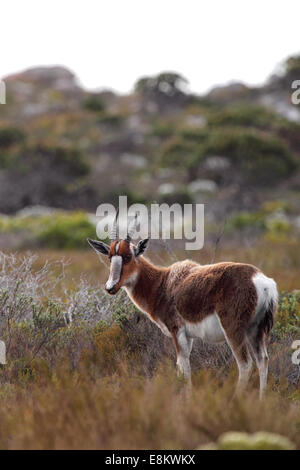 Bontebok (Damaliscus pygargus) in the Table Mountain National Park on the Cape Peninsula, South Africa. Stock Photo