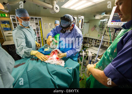 Recepcion Rfa Royal Navy Medical Staff at work onboard RFA Argus, the Royal Navy's ...