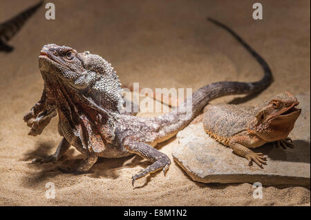 pogona vitticeps, Bartagame, Central Bearded Dragon, Stock Photo