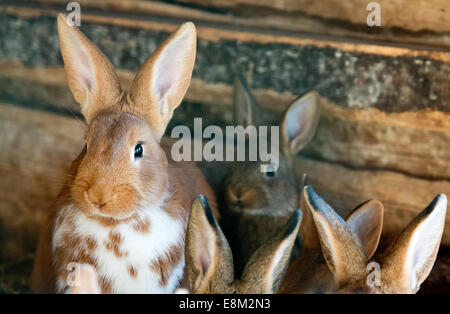 rabbits in the wooden hutch Stock Photo