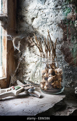 Collected Dried Poppy seed pods in a glass jar on a shed window ledge Stock Photo