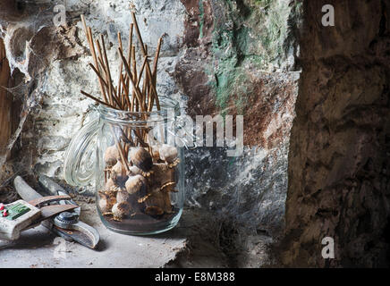 Collected Dried Poppy seed pods in a glass jar on a shed window ledge Stock Photo