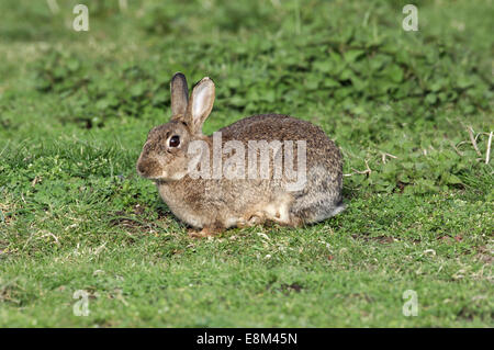 Rabbit - Oryctolagus cuniculus Stock Photo