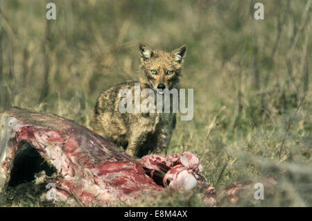 Golden Jackal - Canis aureus Stock Photo