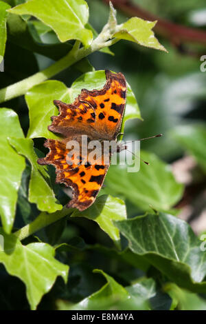Northampton. 10th October 2014. UK Weather.  A Butterfly the Comma. Nymphalis c-album (Nymphalidae) soaking up the late morning Autumn sunshine in a  garden near Northampton town centre. Credit:  Keith J Smith./Alamy Live News Stock Photo