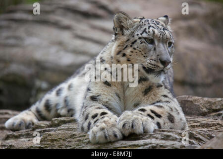 A young Snow Leopard resting on some rocks Stock Photo