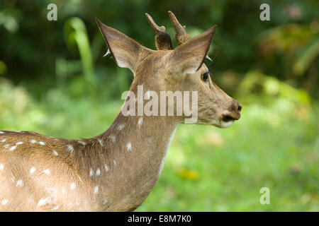Closeup of a gazing male deer