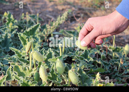 Ecballium elaterium (squirting cucumber, exploding cucumber)  squirts its fluid when boy squeezes Stock Photo