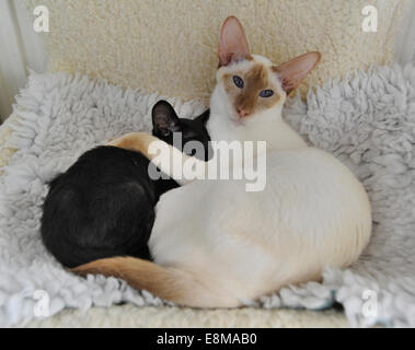 A Cinnamon Point Siamese mother cat cuddles her black Oriental Siamese kitten Stock Photo