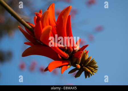 A flower head of the common coral tree against the blue sky Stock Photo
