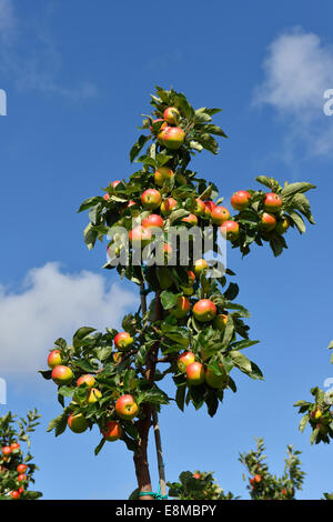 Red apples on background of blue sky Stock Photo