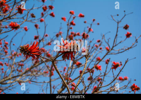 Coral tree flowers on the tree Stock Photo