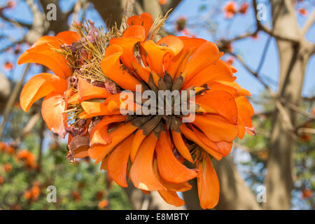 Flowers of the Coast Coral tree Stock Photo