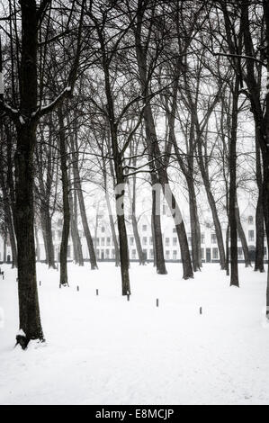 Forest of ghosts Stock Photo