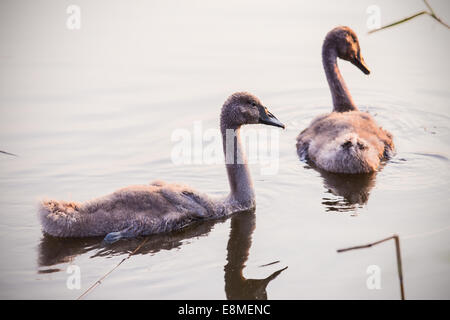 Beautiful young swans floating on the water surface Stock Photo