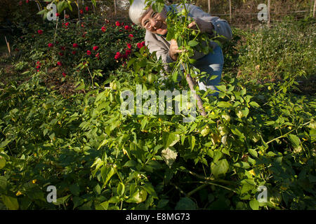 A senior gardener proudly holds up a stem of her tomatillo plants in her community garden.  Electric fence can be seen in back. Stock Photo