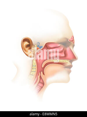 Anatomy of the nose and throat. Human organ structure. Medical sign