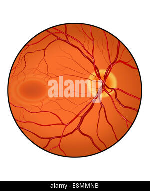 Retina of a normal eye. Stock Photo