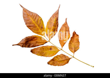 Ash tree leaves with autumn colors, isolated on white background Stock Photo