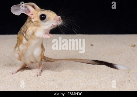 Four-toed jerboa / Allactaga tetradactyla Stock Photo