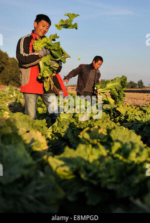 Changchun, China's Jilin Province. 8th Oct, 2014. Farmers harvest Chinese cabbages at a field in Nong'an County, northeast China's Jilin Province, Oct. 8, 2014. Many people in China's northern area are busy with stocking vegetables such as green onion, Chinese cabbage and potato before the winter season. © Wang Haofei/Xinhua/Alamy Live News Stock Photo