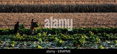 Changchun, China's Jilin Province. 8th Oct, 2014. Farmers harvest Chinese cabbages at a field in Nong'an County, northeast China's Jilin Province, Oct. 8, 2014. Many people in China's northern area are busy with stocking vegetables such as green onion, Chinese cabbage and potato before the winter season. © Wang Haofei/Xinhua/Alamy Live News Stock Photo
