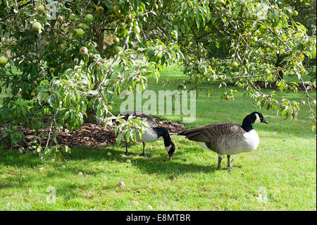 Canada geese on the lawns in Kew Gardens, Richmond Stock Photo