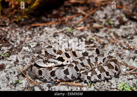 Eastern hognose snake spreading its hood. This defensive posture is ...