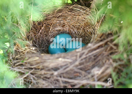 a collection of baby blue Robin's eggs are gathered together in a bird's nest in a tree.