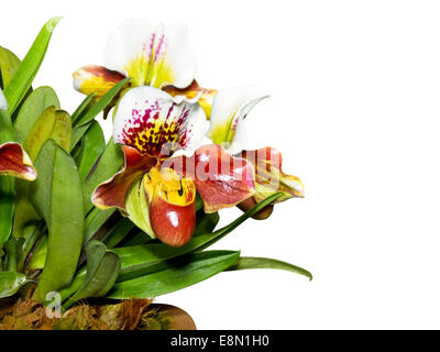 Slipper Orchid ( Paphiopedilum ) , Flora with flowers shaped exotic and rare on white background Stock Photo