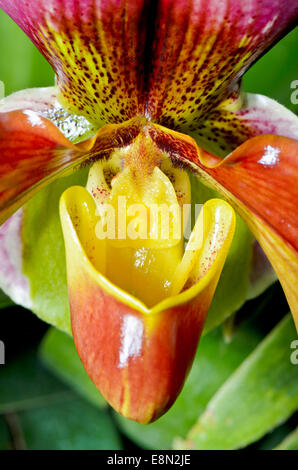 Slipper Orchid ( Paphiopedilum ) , Flora with flowers shaped exotic and rare. Stock Photo