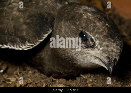 Common Swift Apus apus, Apodidae, Lazio, Italy Stock Photo