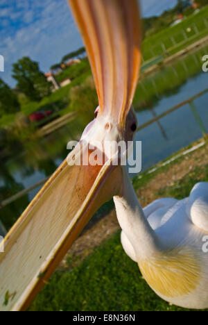 Great white pelican Pelecanus onocrotalus, Pelecanidae