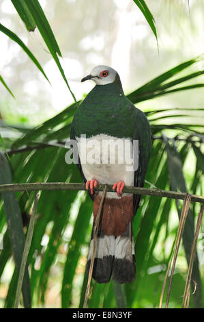 Purple-tailed imperial pigeon Ducula rufigaster, Columbidae,  West Papua, Indonesia and Papua New Guinea Stock Photo