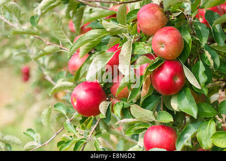 Red apples on the tree. Apple orchard with apples on branches. Stock Photo