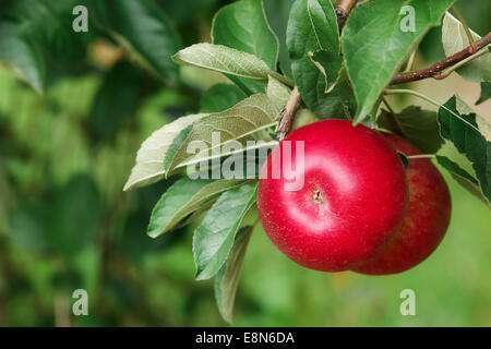 Ripe apples on tree, close up. Red shiny delicious apples hanging from a tree branch in an apple orchard Stock Photo