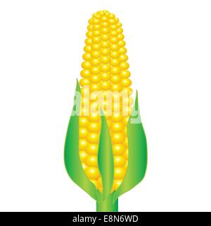 colorful illustration with an ear of corn on a white background Stock Photo