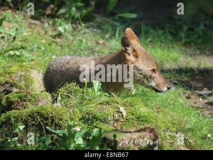 Golden or common jackal (Canis aureus) Stock Photo