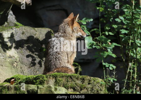Golden or common jackal (Canis aureus) Stock Photo