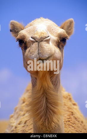 Camel head, Front view Stock Photo