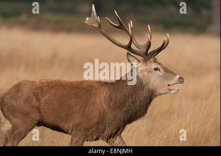 Richmond Park, SW London UK. 12th October 2014. Red Deer stag bellows during the annual rut. Credit:  Malcolm Park editorial/Alamy Live News Stock Photo