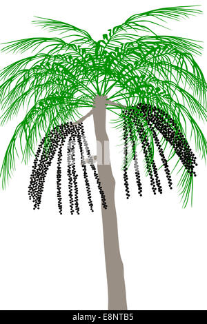 Acai palm tree (Euterpe oleracea) - illustration Stock Photo
