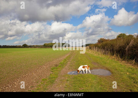 A brown and white pet dog drinking from a puddle on a grassy farm track in the Yorkshire wolds england in autumn Stock Photo