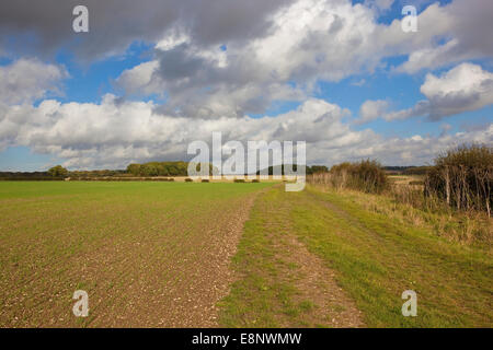 Seedling cereal crops by a grassy farm track in the scenic landscape of the Yorkshire wolds under a cloudy sky Stock Photo
